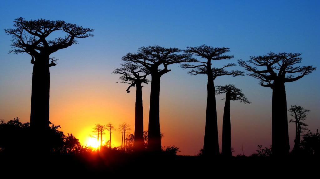 Avenue of the Baobabs