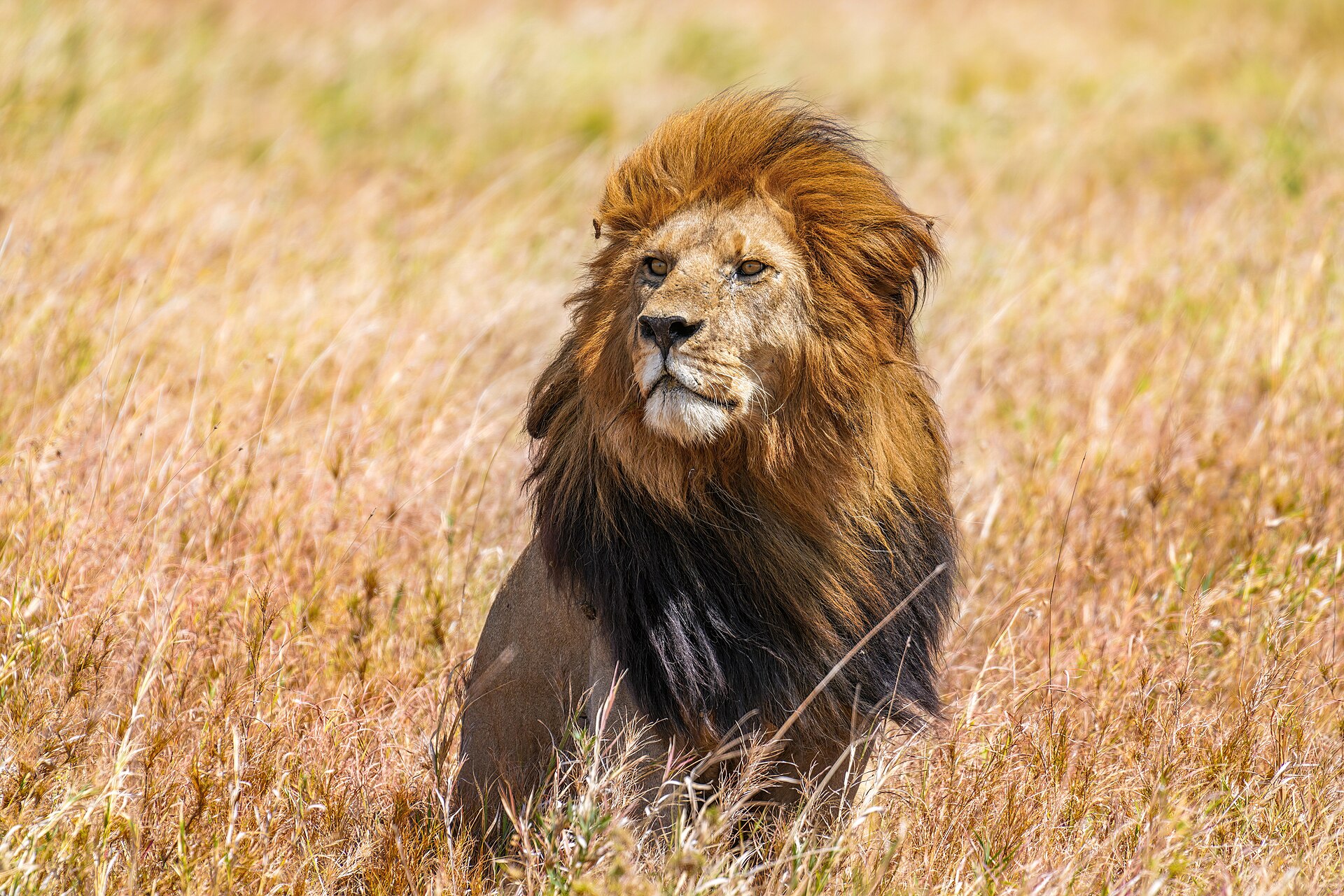 Central Serengeti