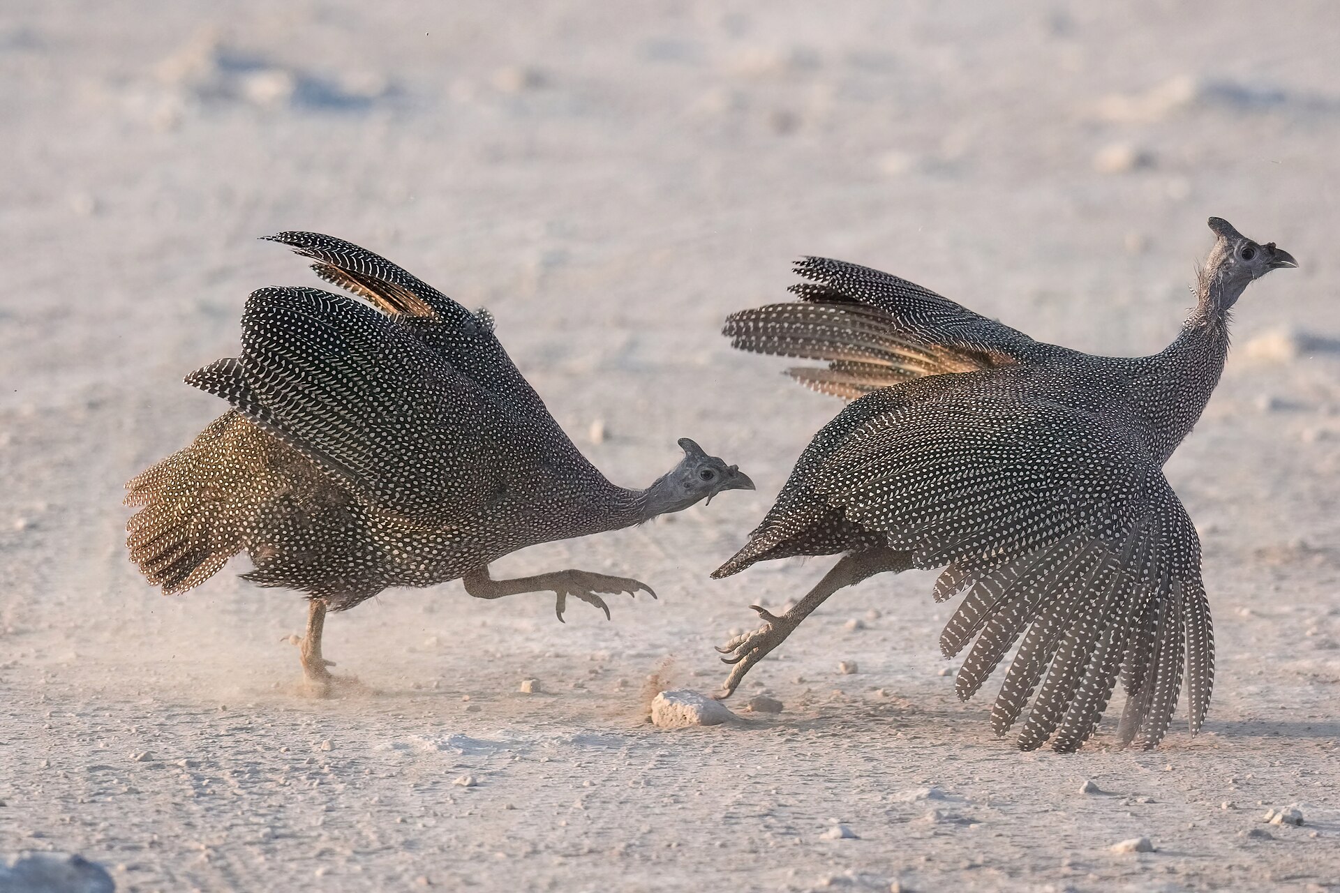 Etosha National Park