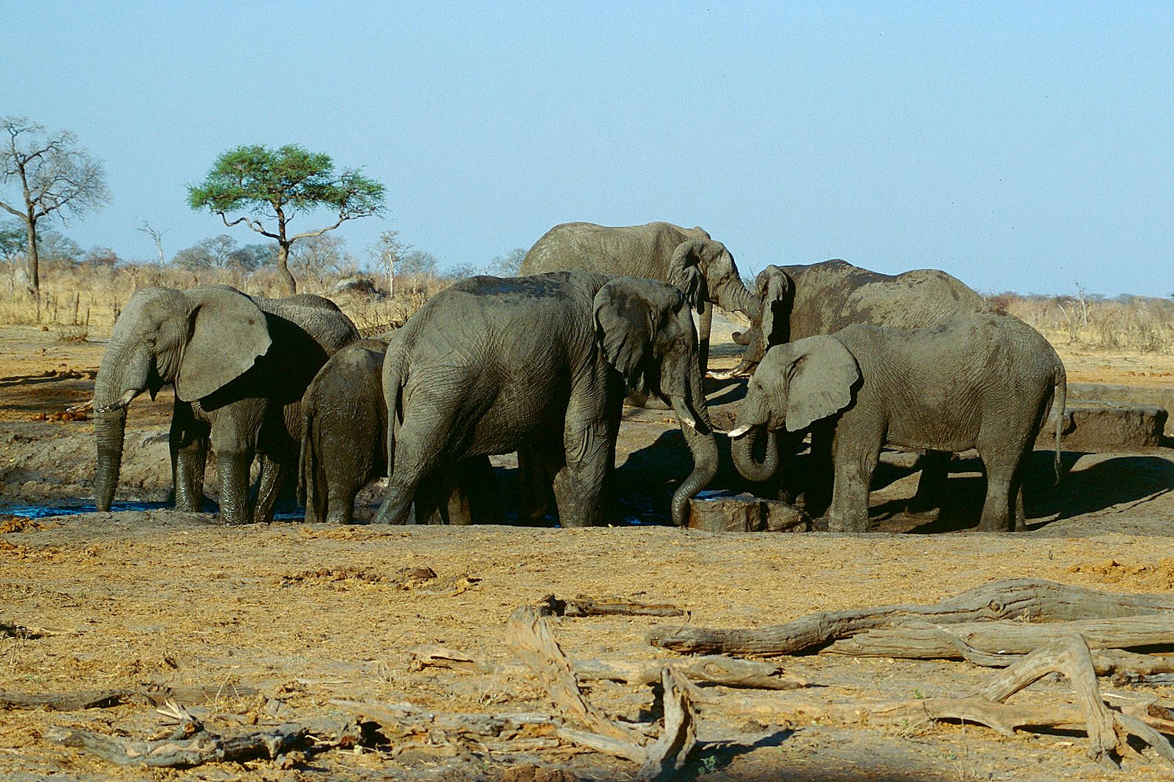 Hwange National Park