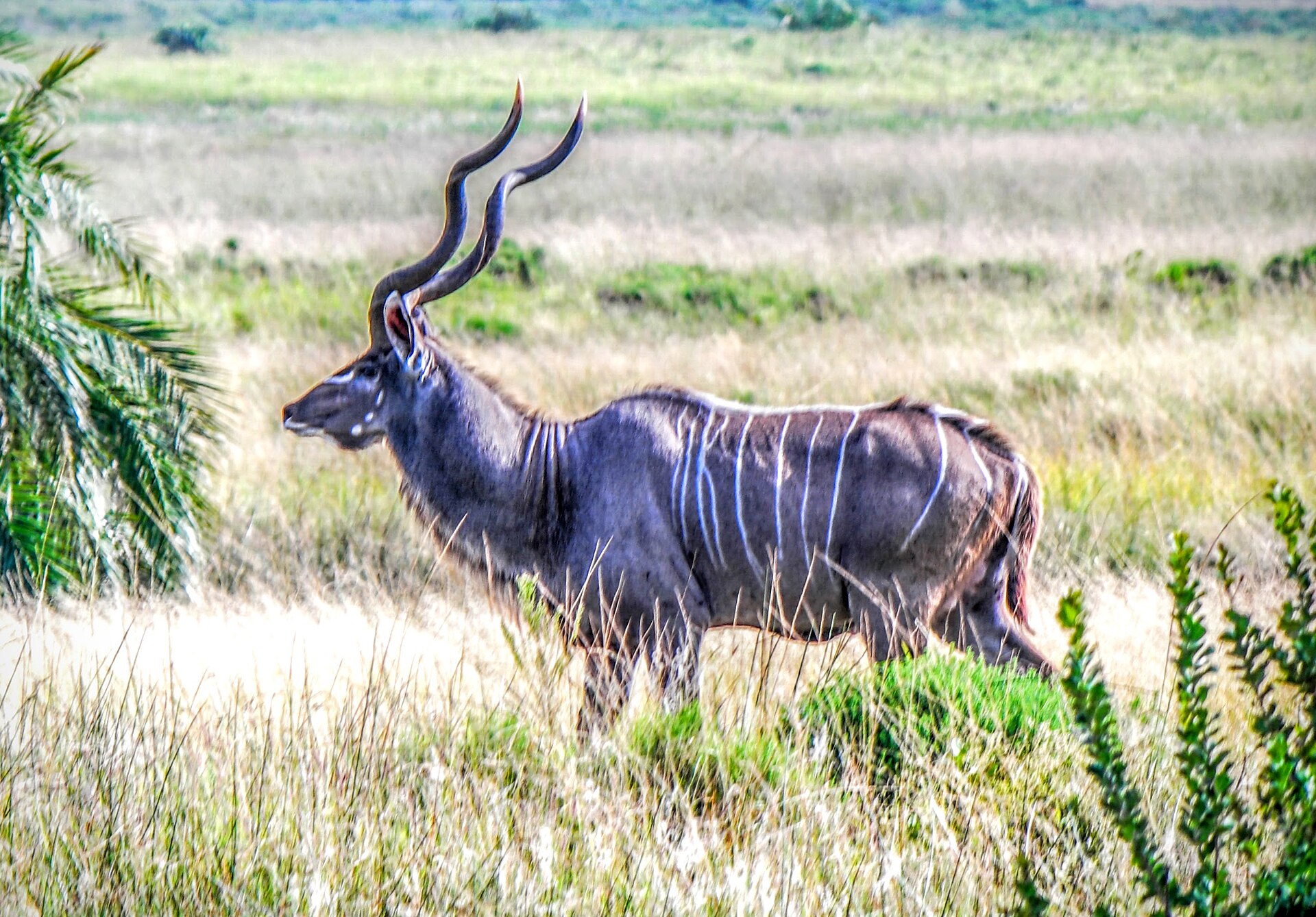 iSimangaliso Wetland Park