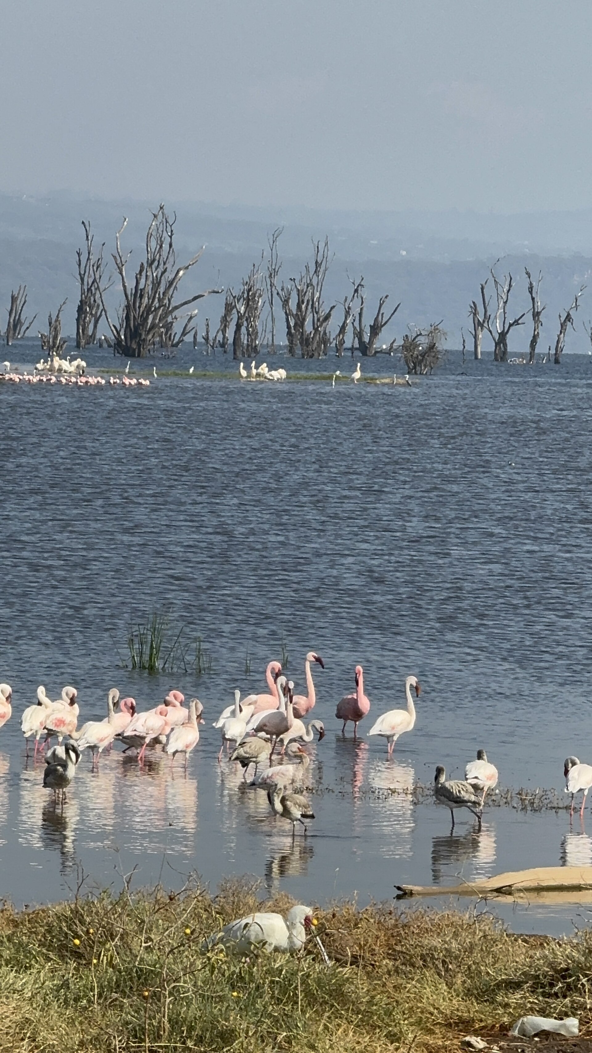 Lake Nakuru