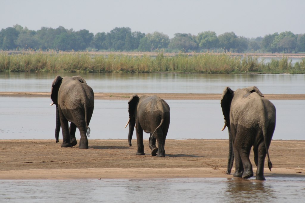 Lower Zambezi National Park