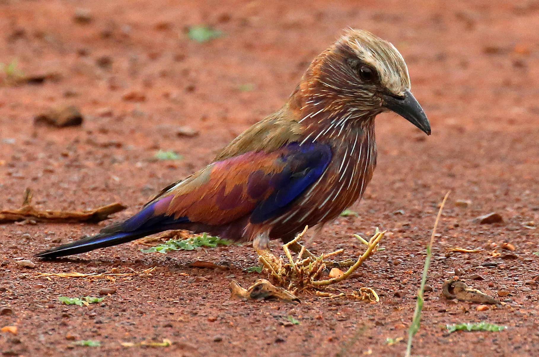 Madikwe Game Reserve