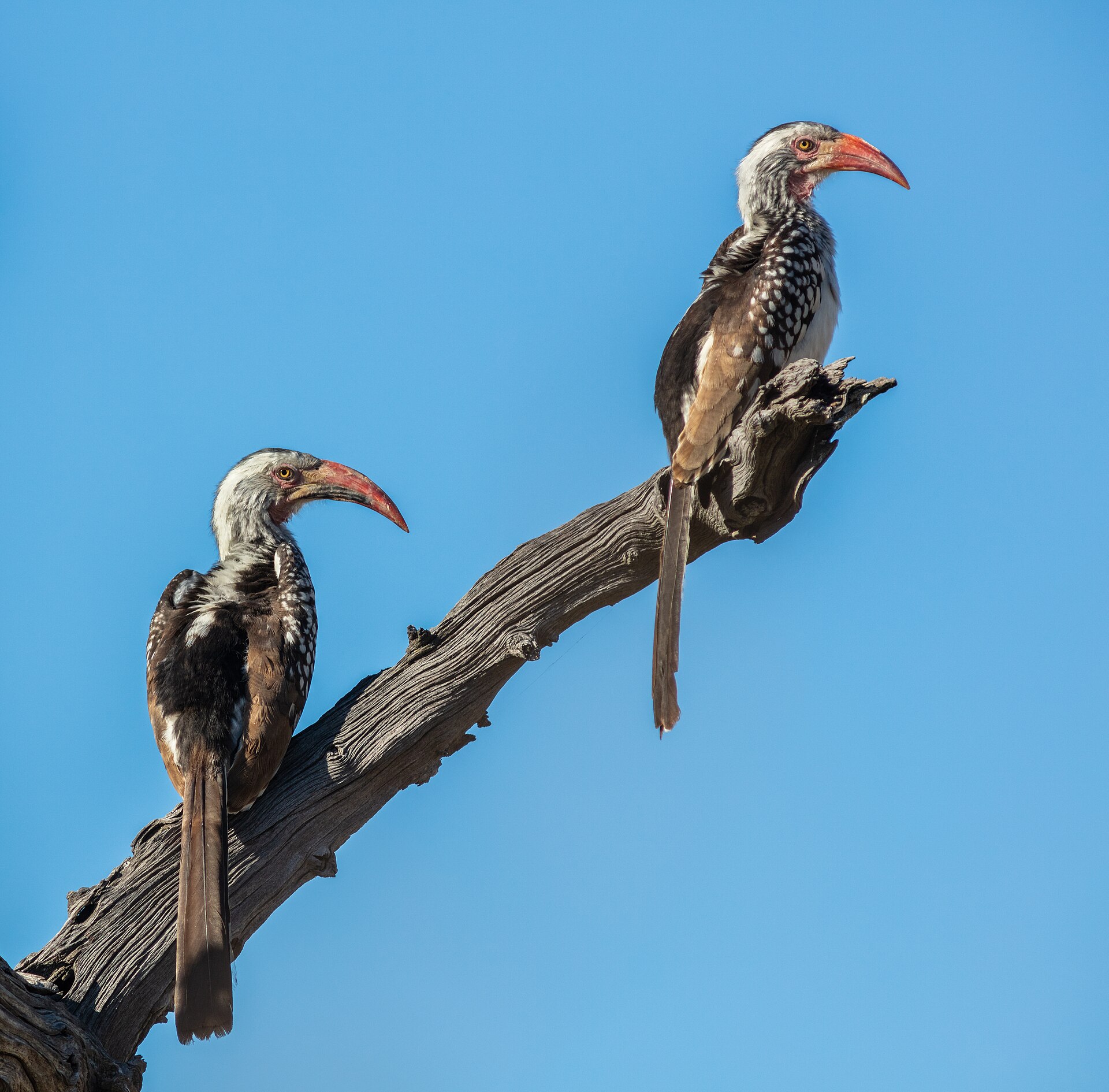 Makgadikgadi Pans