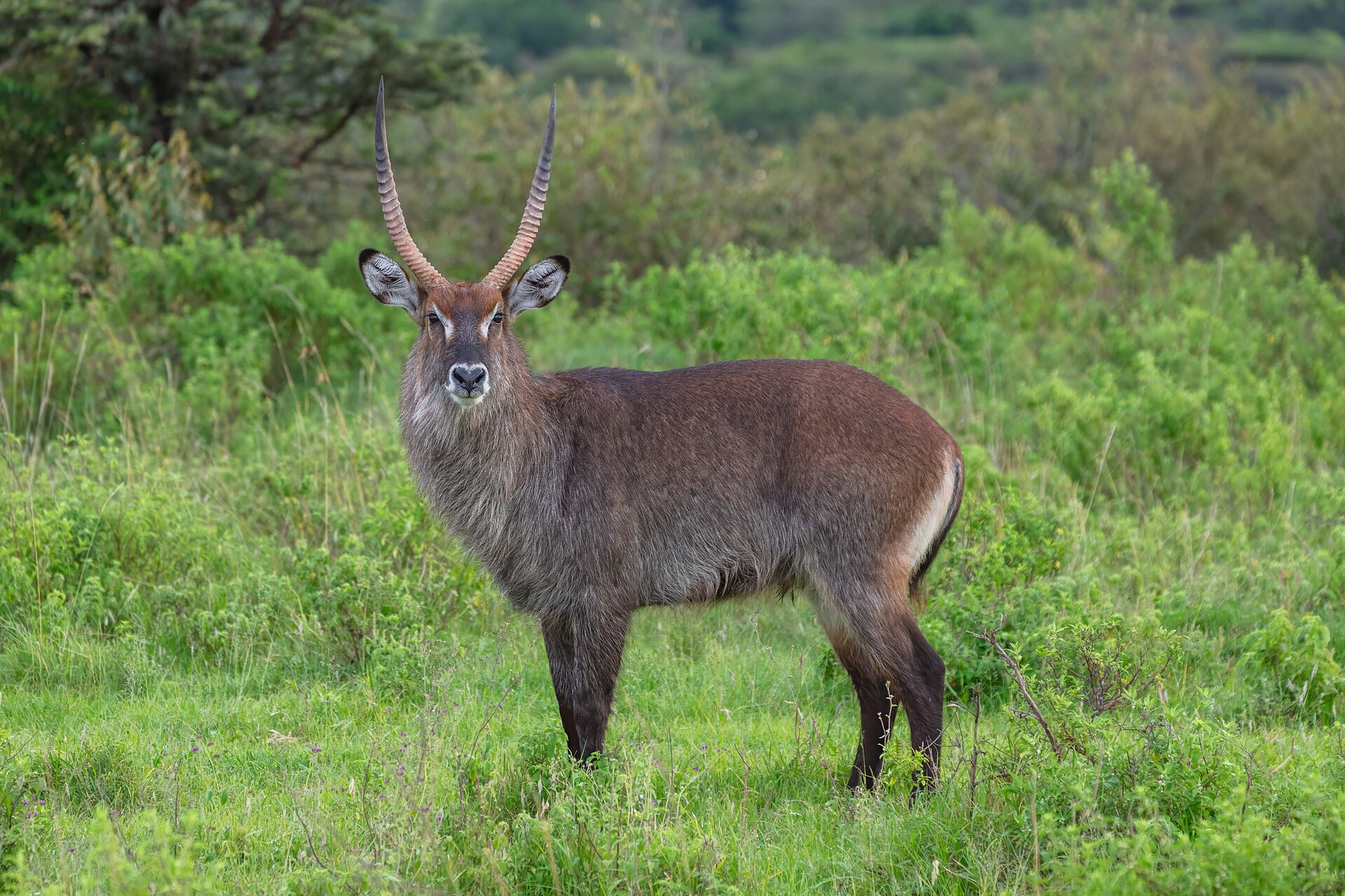 Mara North Conservancy