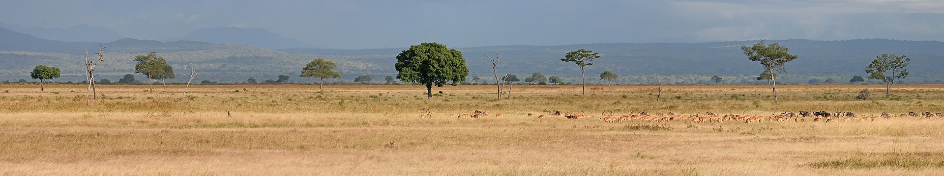 Mikumi National Park