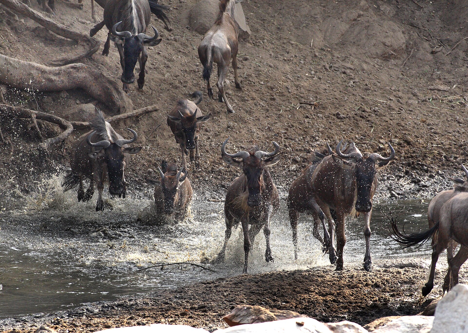 Northern Serengeti