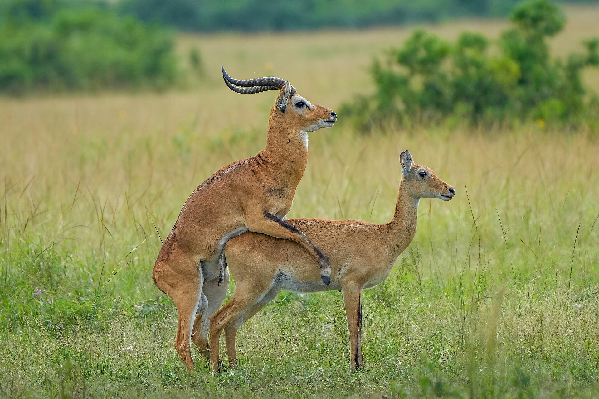 Queen Elizabeth National Park