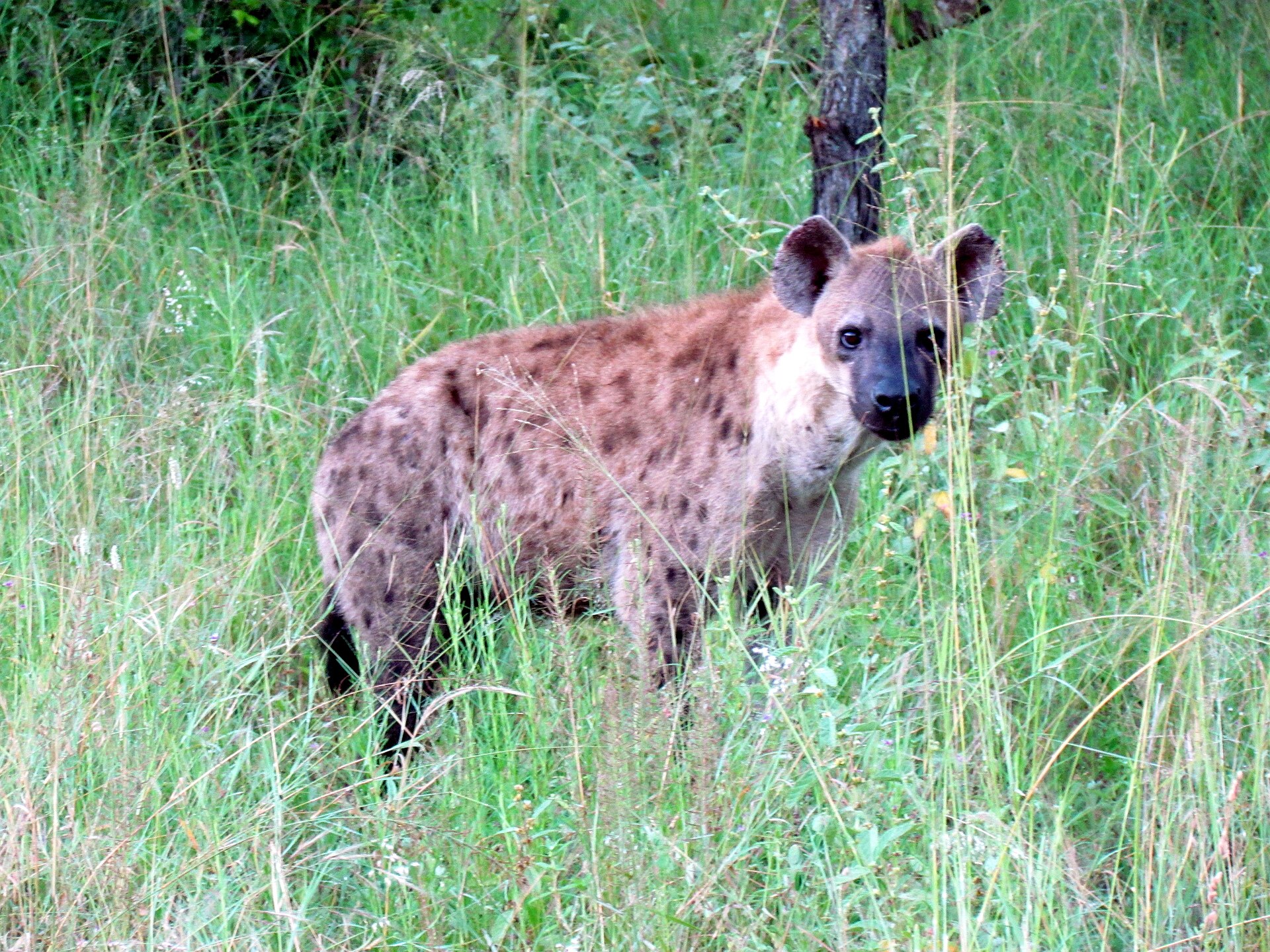 Sabi Sands Game Reserve