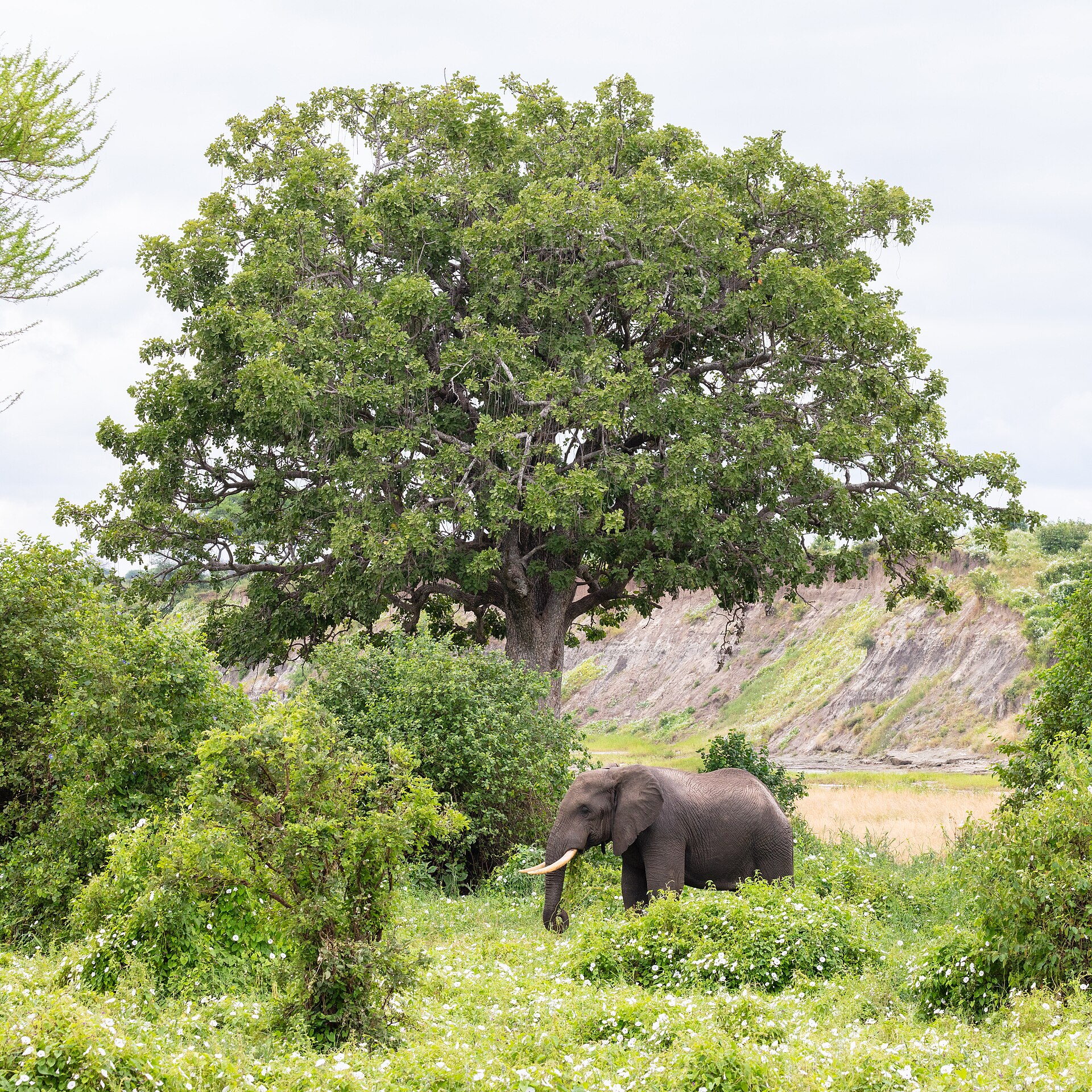 Tarangire National Park