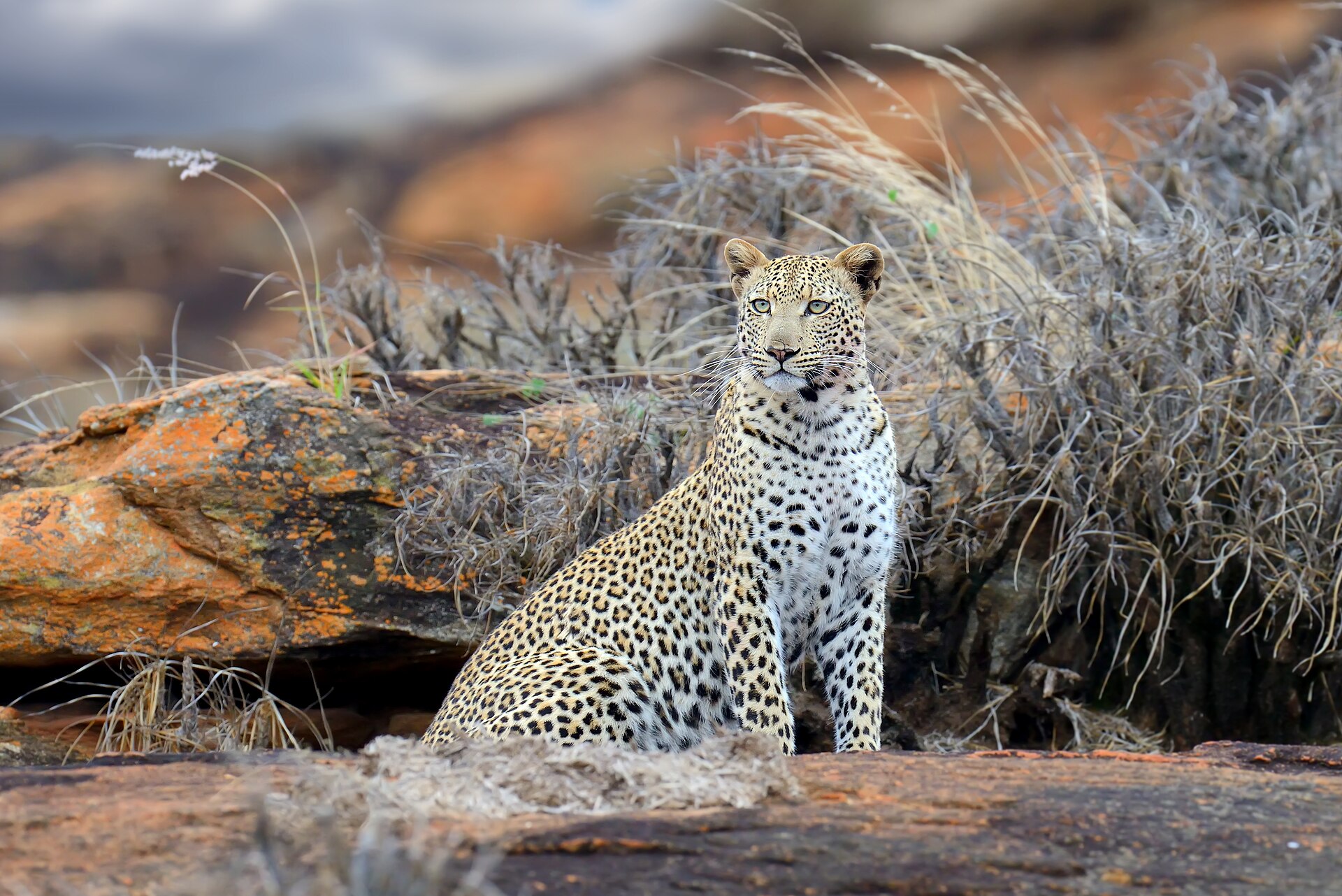 Tsavo East