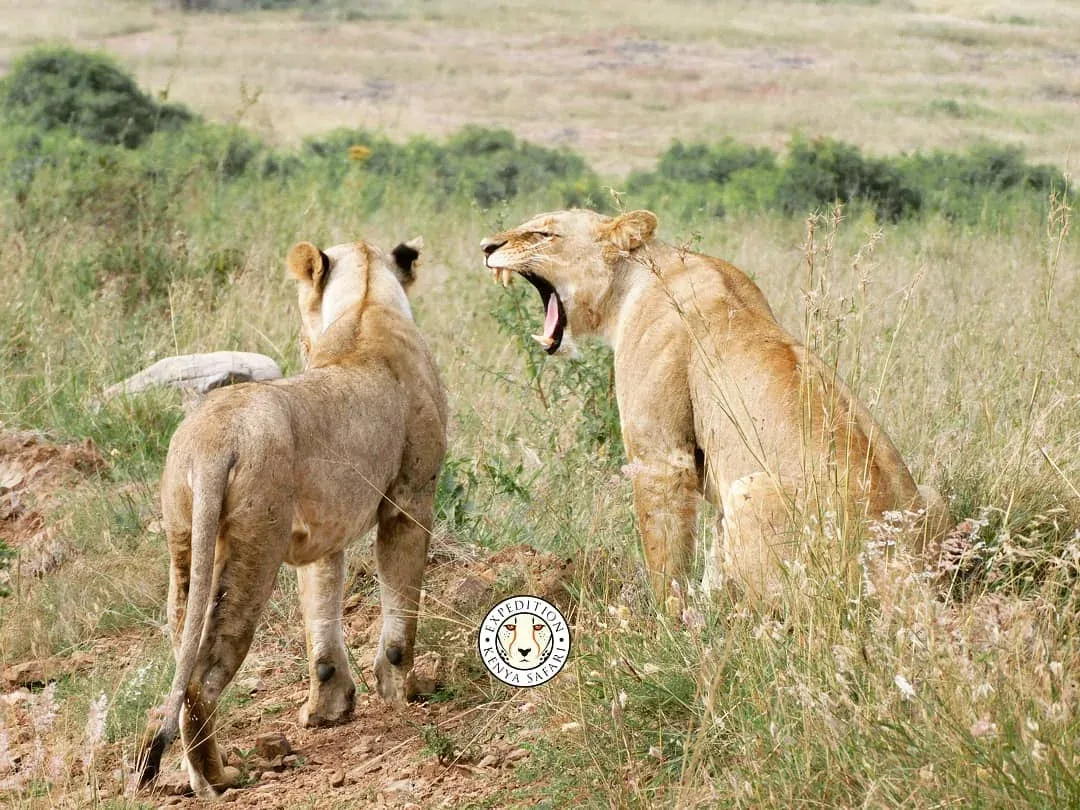 11 DAYS LUXURY KENYA SAFARI — on safari