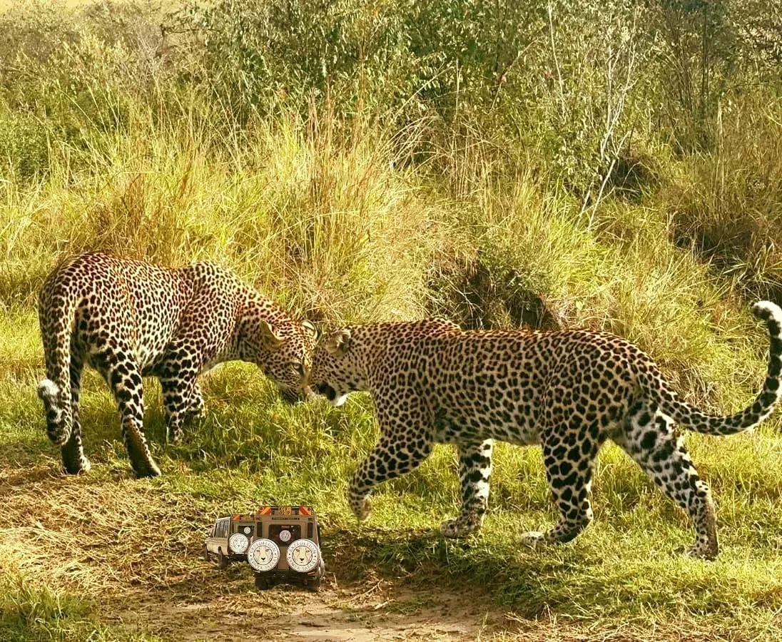 Ol Pejeta Conservancy 