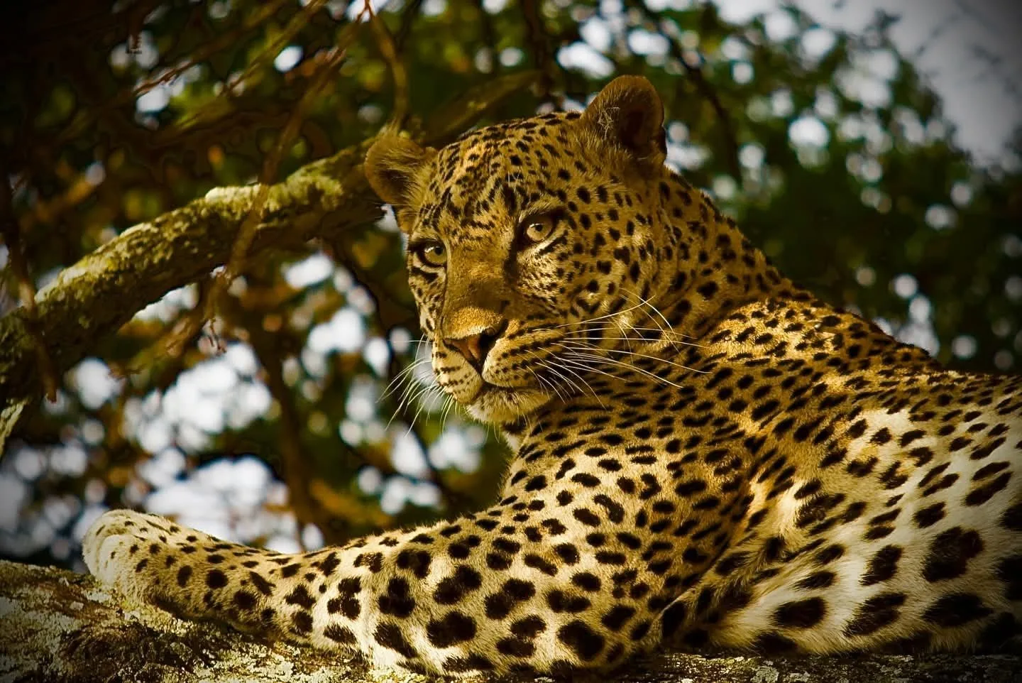 Explore Jambo Maasai Limited