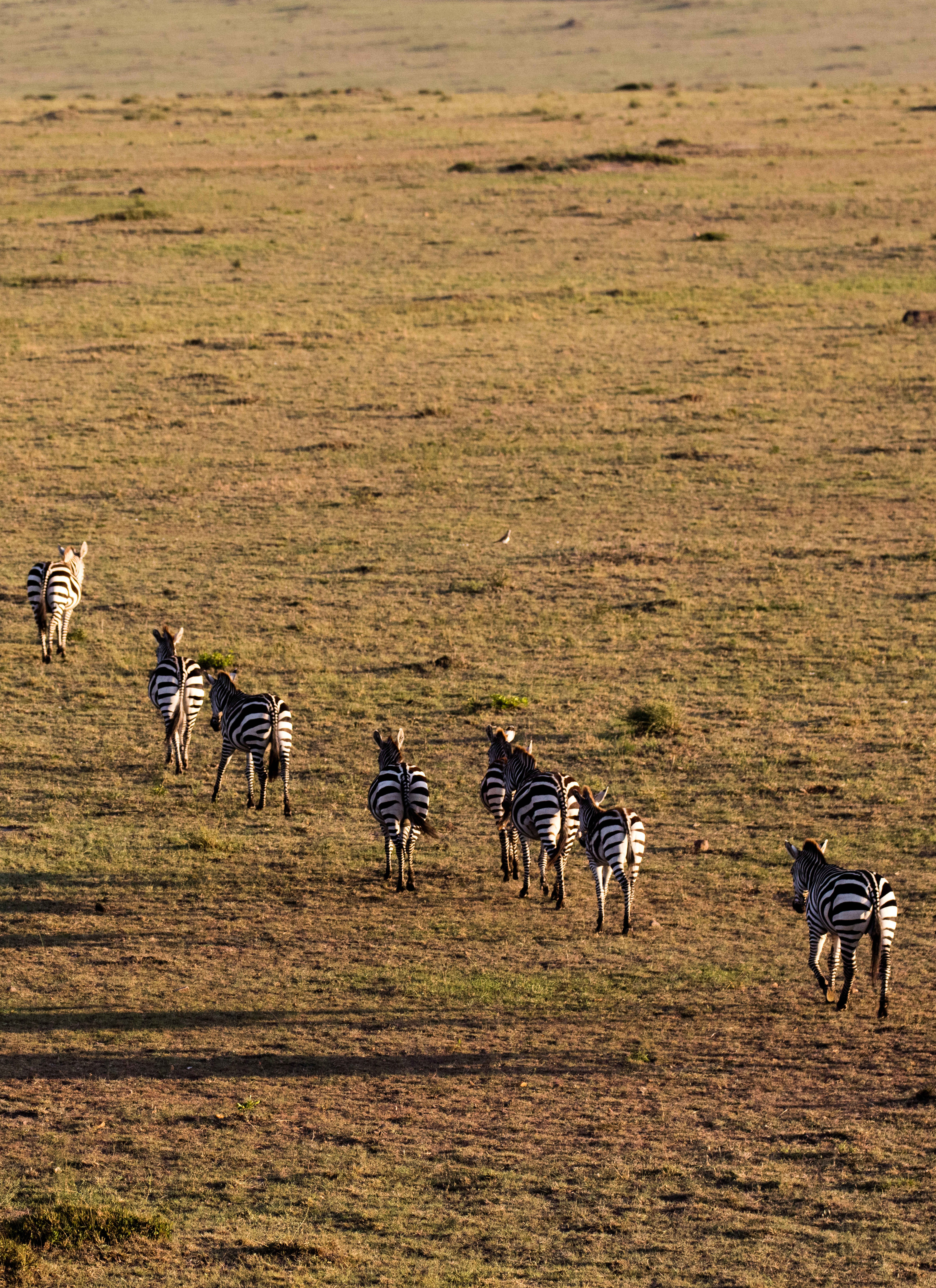Tarangire Kati Kati Tented Camp - Image 6