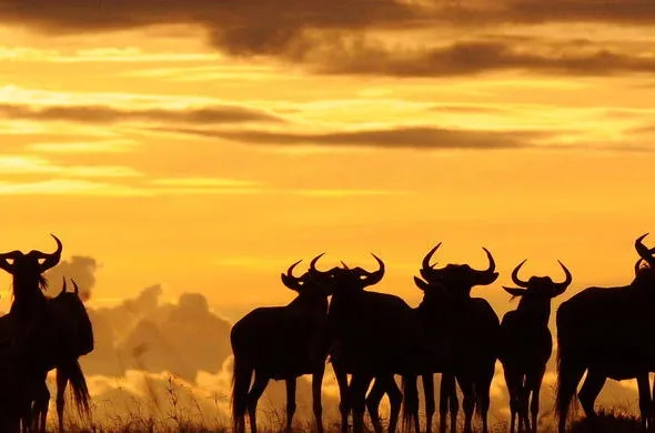 Great Migration - River Crossing | 10 Days — on safari