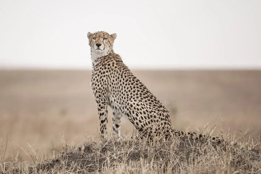 Day 2 | Arusha - Tarangire National Park