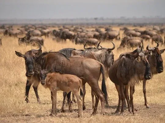 South Serengeti - Ndutu