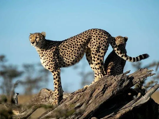 Northern Serengeti