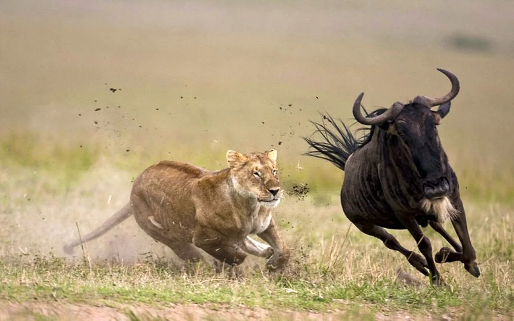 Great Migration - River Crossing | 10 Days gallery item 8