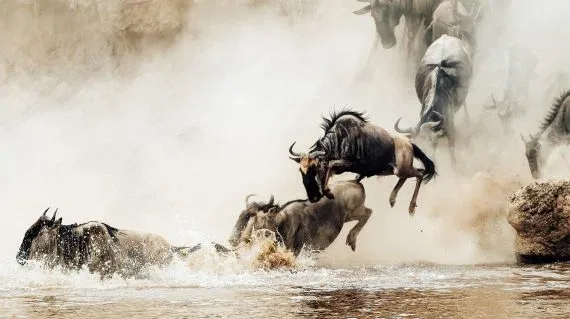 Great Migration - River Crossing | 10 Days gallery item 9