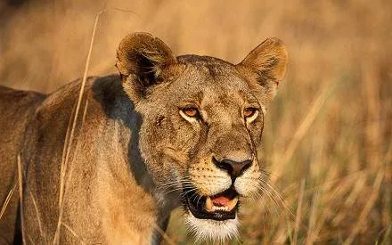 Central Serengeti