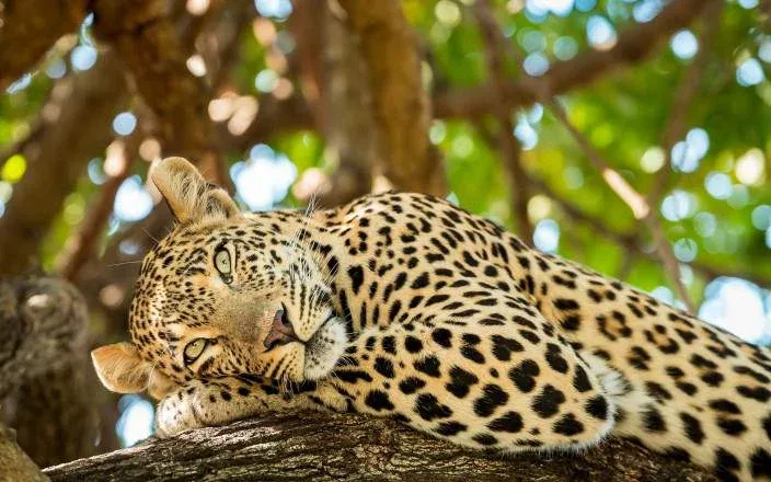 Ngorongoro conservation