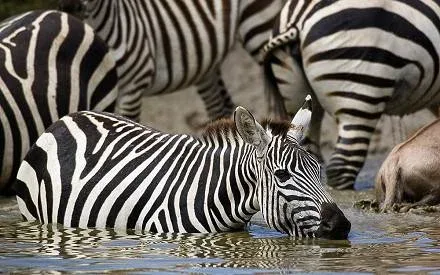 Ngorongoro Crater