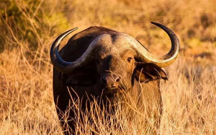 3 DAYS GROUP CAMPING - SERENGETI & NGORONGORO gallery item 6
