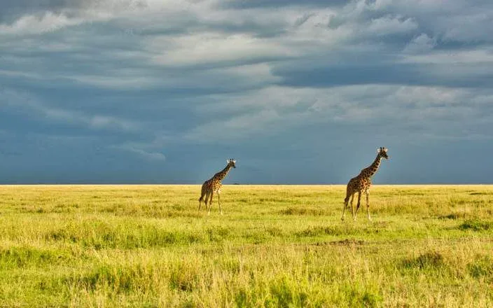 3 DAYS GROUP CAMPING - SERENGETI & NGORONGORO gallery item 7