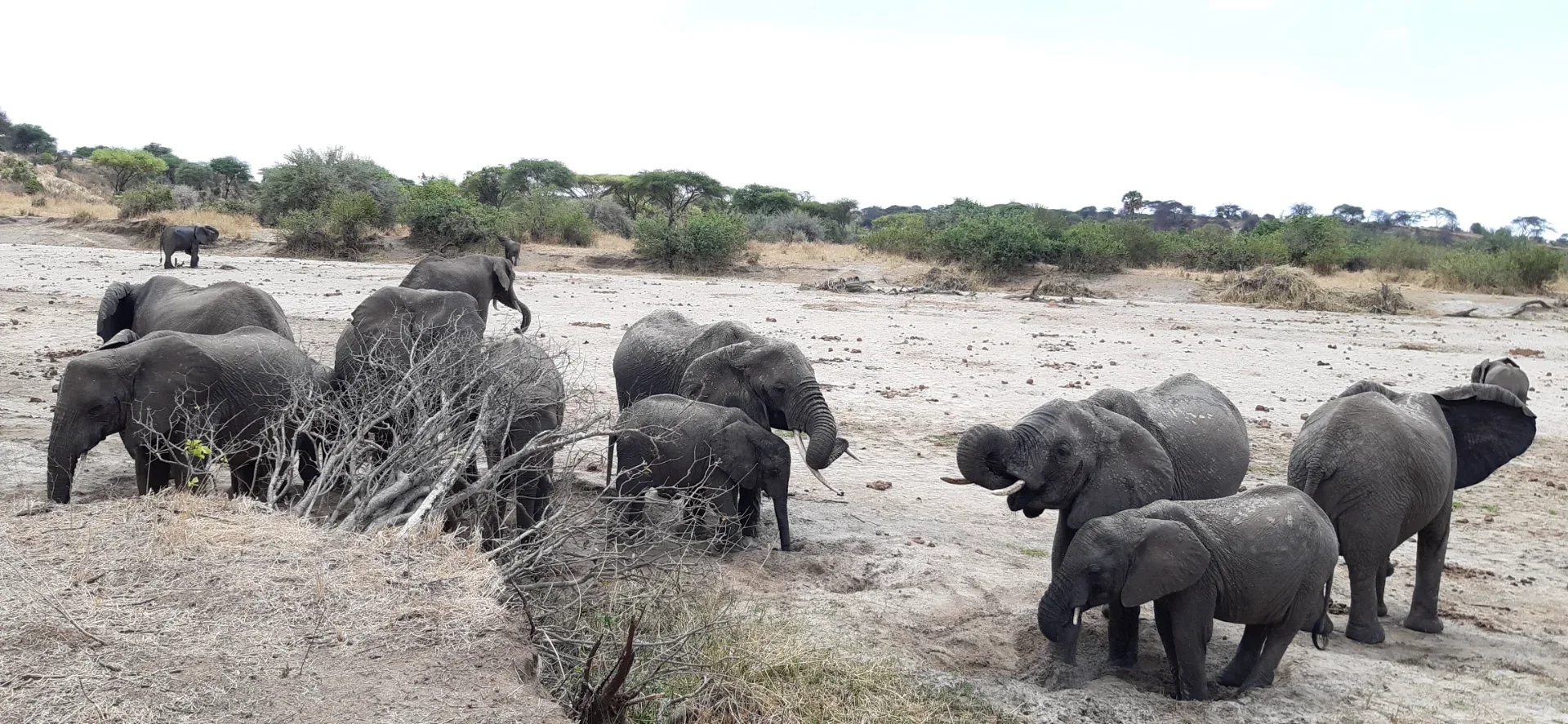 6 days Tanzania wildlife safari — on safari