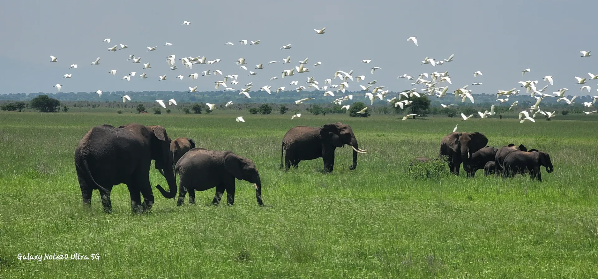 Day 5: SERENGETI NATIONAL PARK