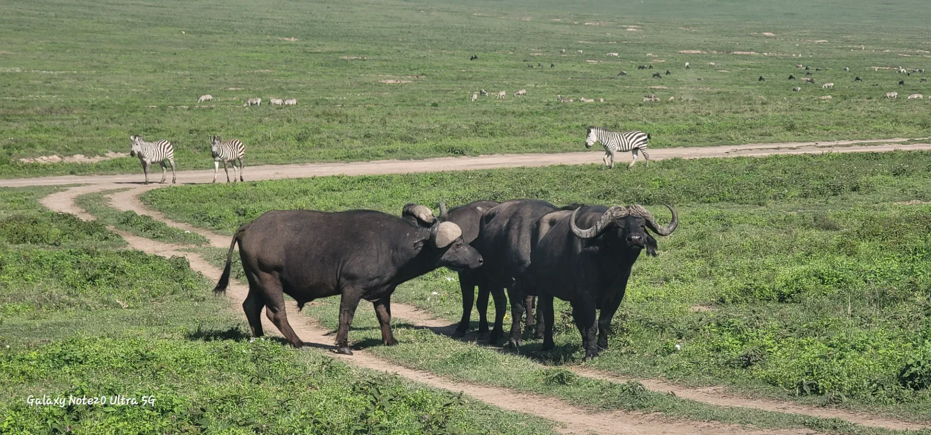 6 days Tanzania wildlife safari photo 9