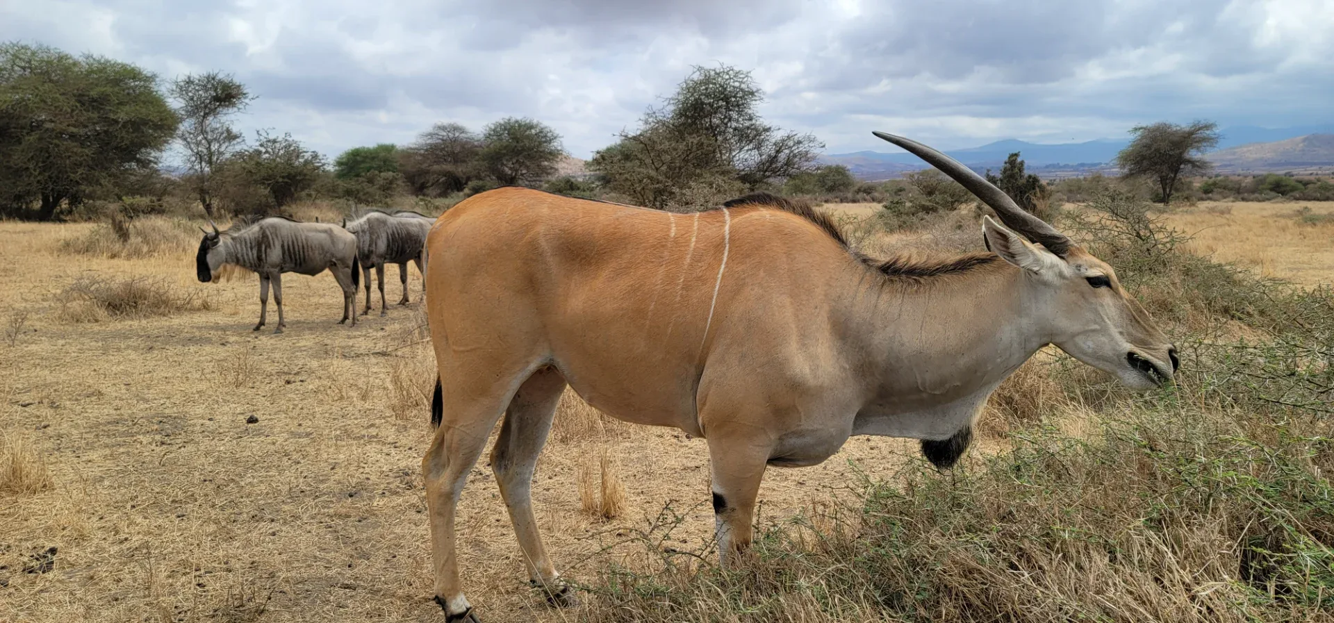 6 days Tanzania wildlife safari photo 16