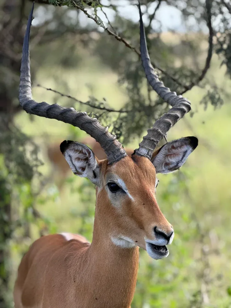 Ushoroba Tourist Company Limited Migration Safari TZ