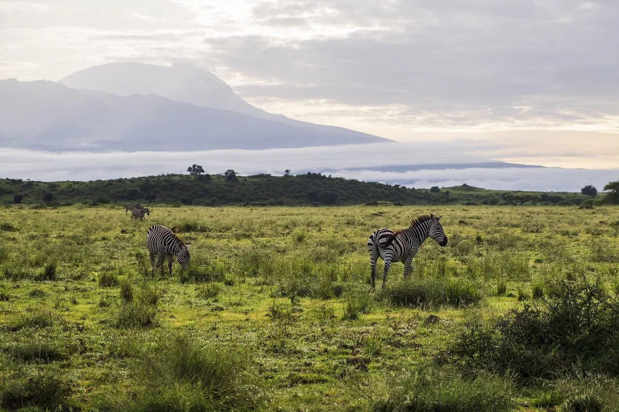 HONEYMOON SAFARI - 9 DAYS — on safari