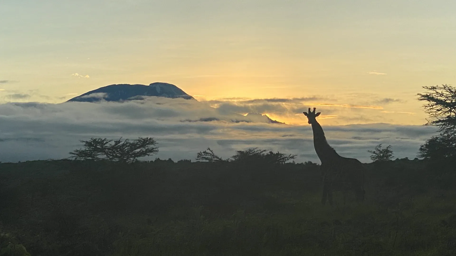 Arusha 