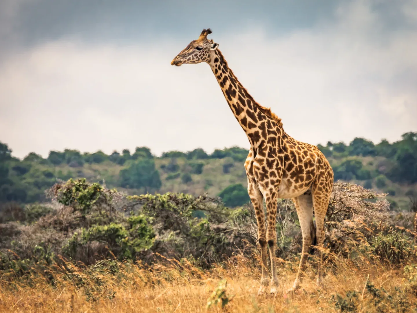 Tarangire National Park