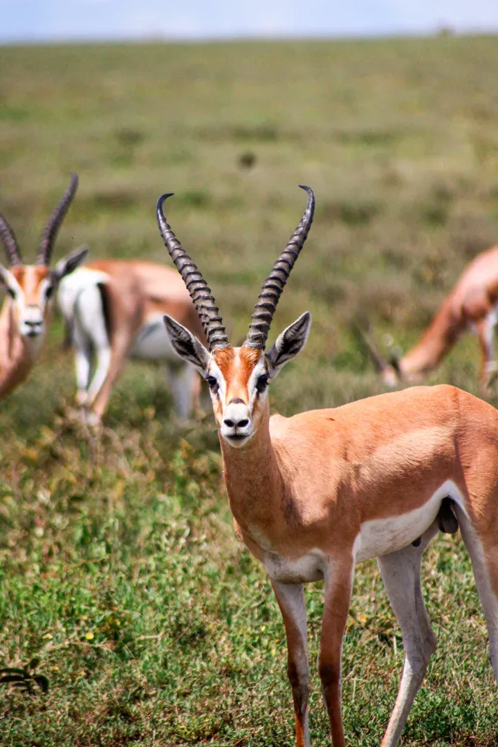 Central Serengeti