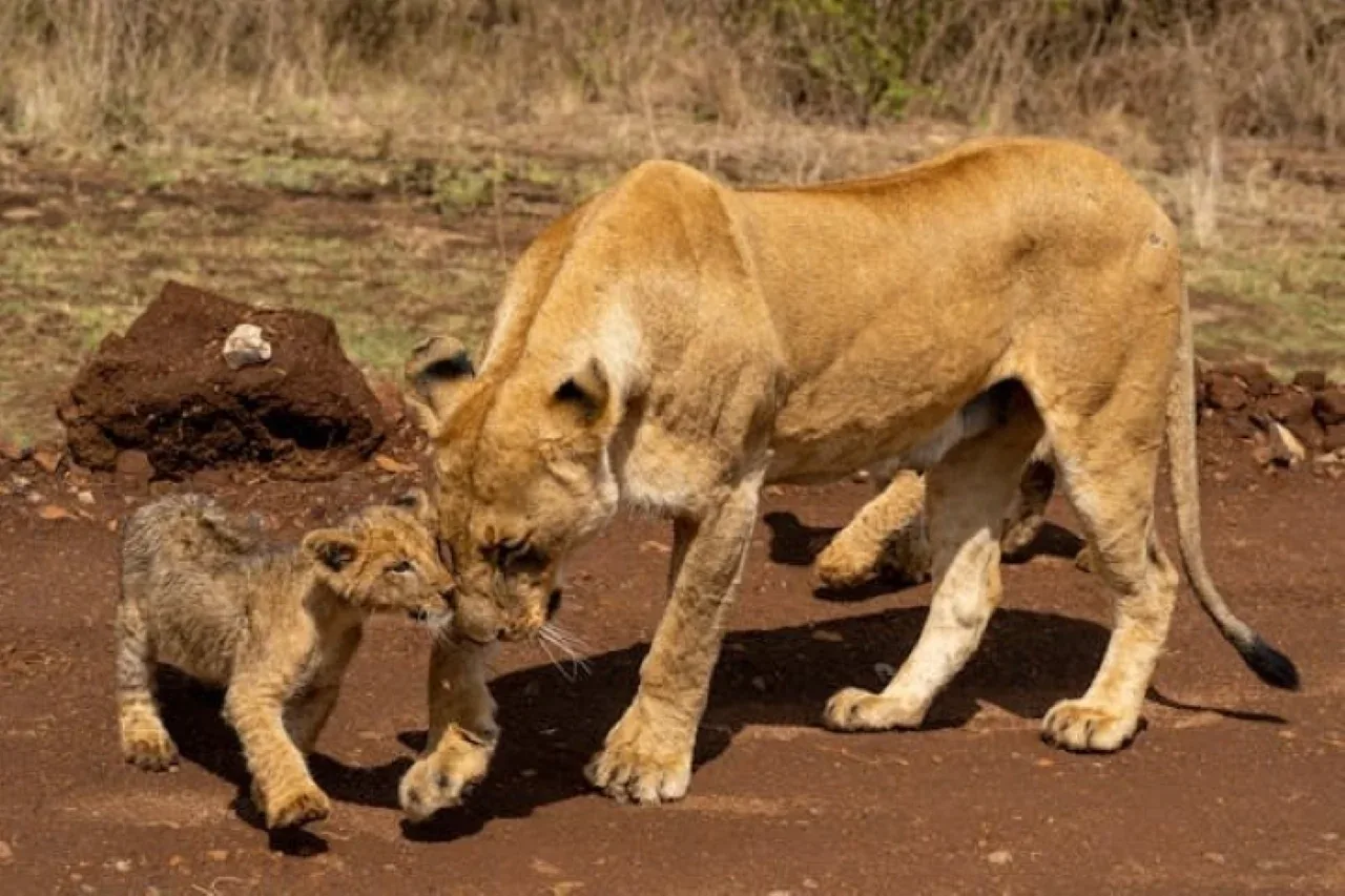 Amboseli National Park