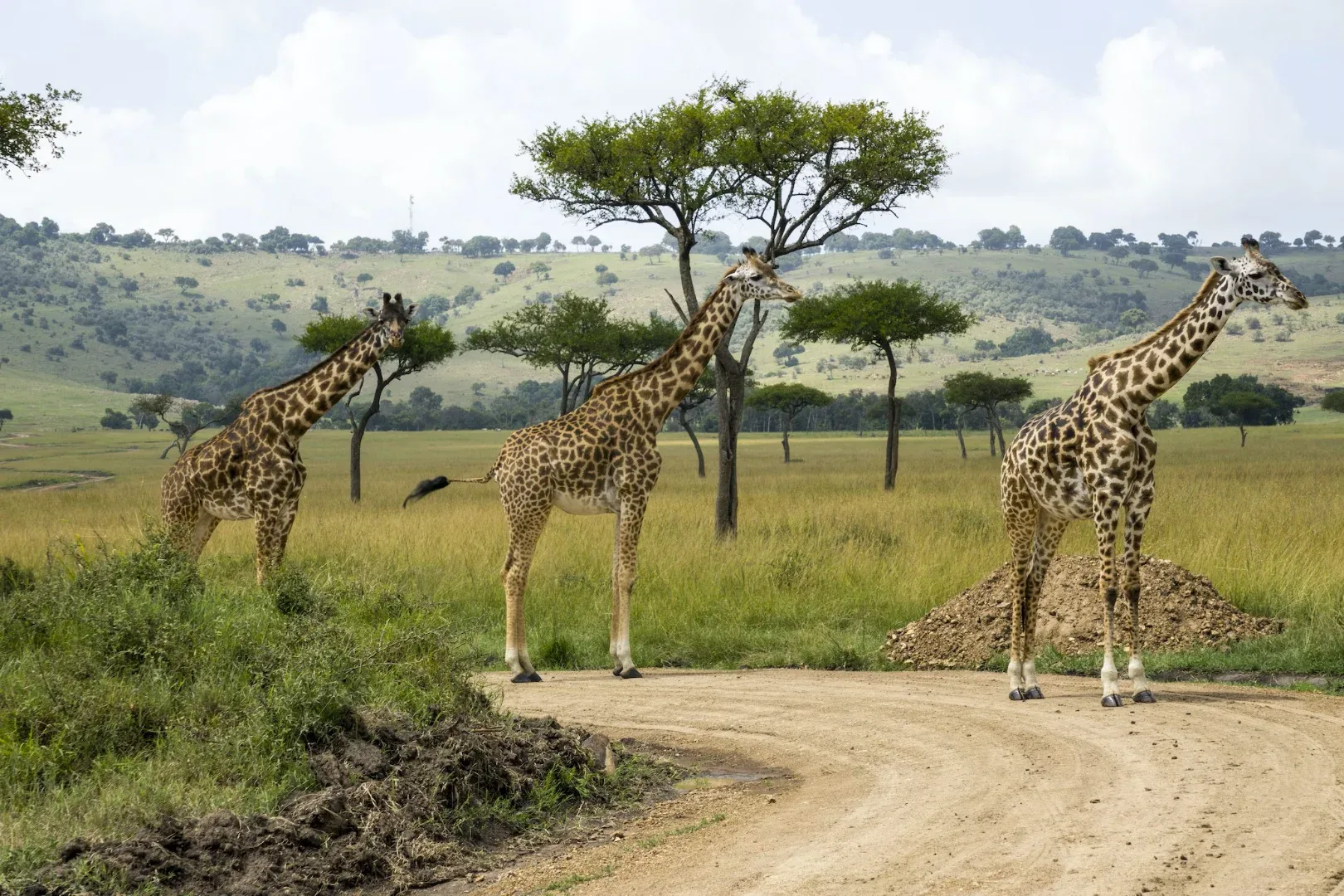 2 days Amboseli National Park safari from Nairobi gallery item 4