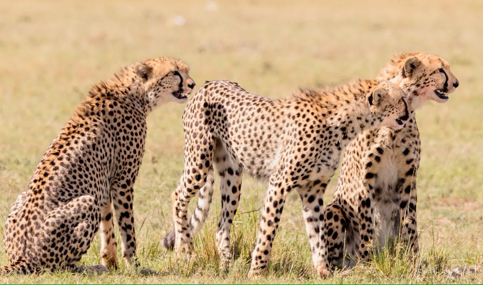 2 days Amboseli National Park safari from Nairobi gallery item 5