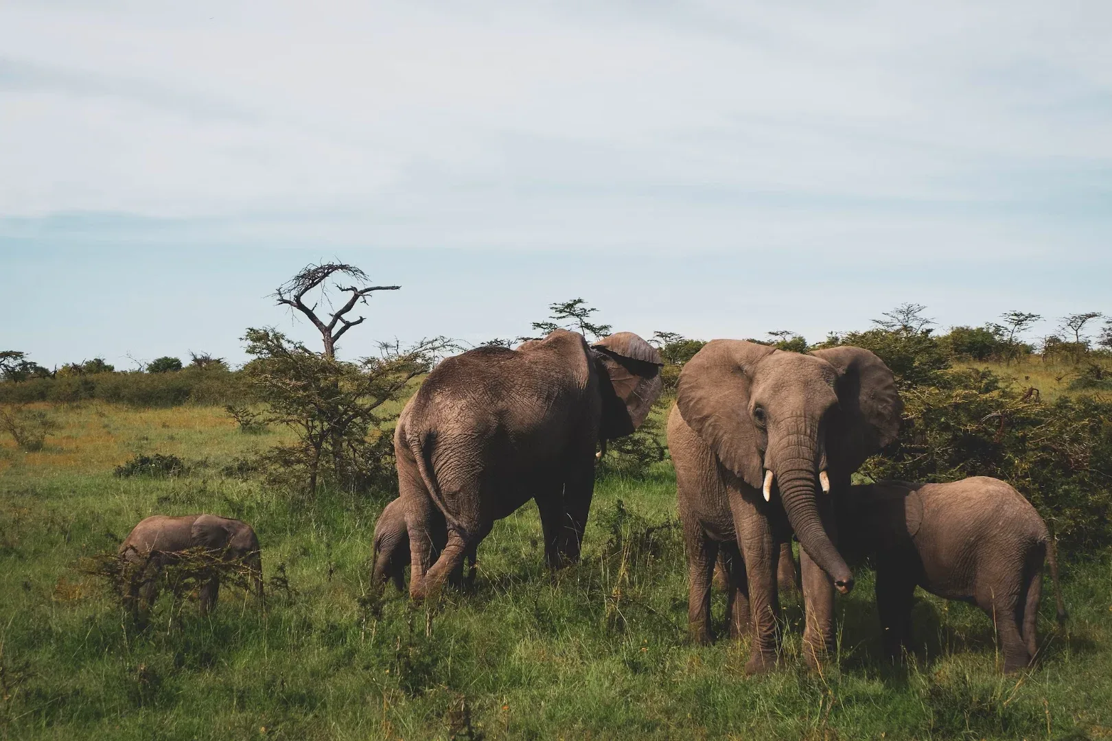2 days Amboseli National Park safari from Nairobi gallery item 6