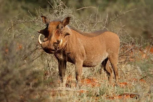 2 days Amboseli National Park safari from Nairobi gallery item 7