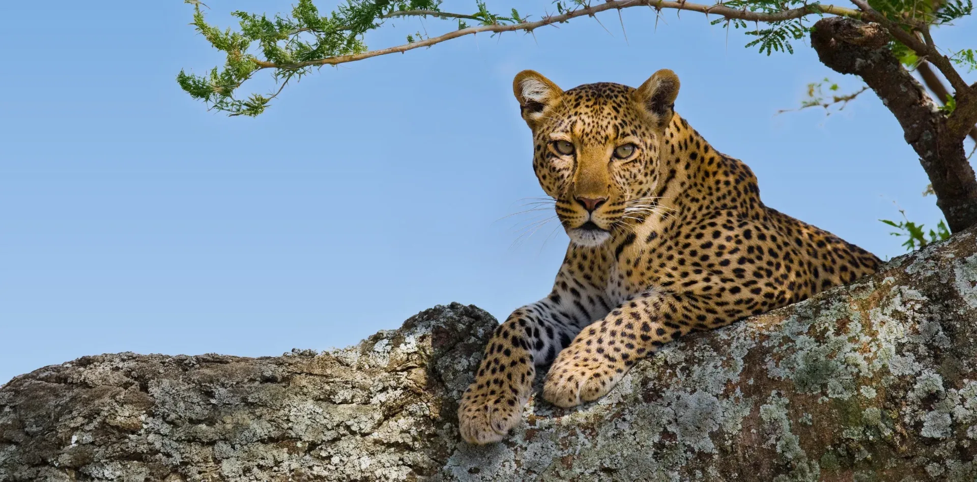 Majestic & Comfortable Tanzanian Safari — 5-day wildlife safari safari tour