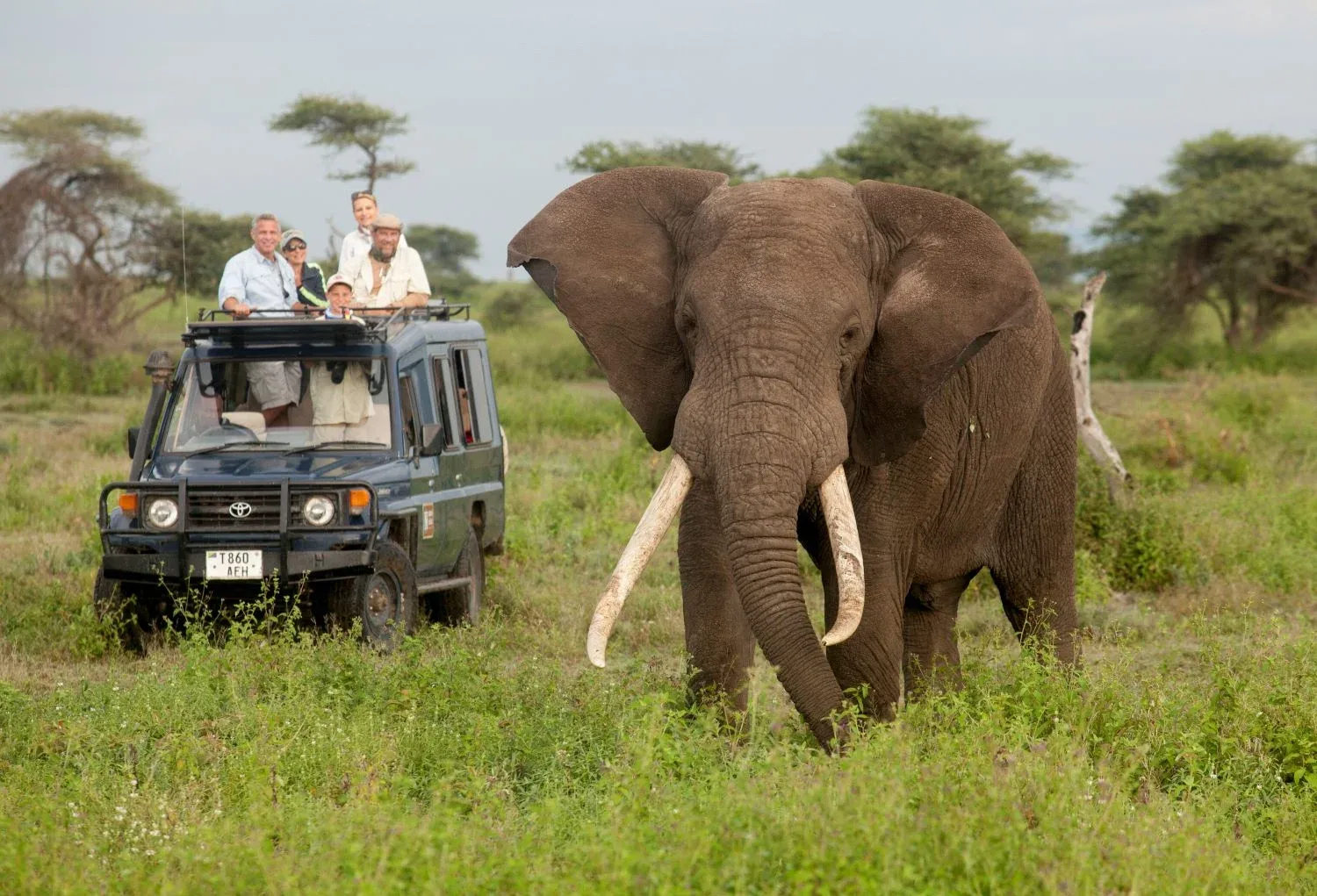 Majestic & Comfortable Tanzanian Safari — on safari
