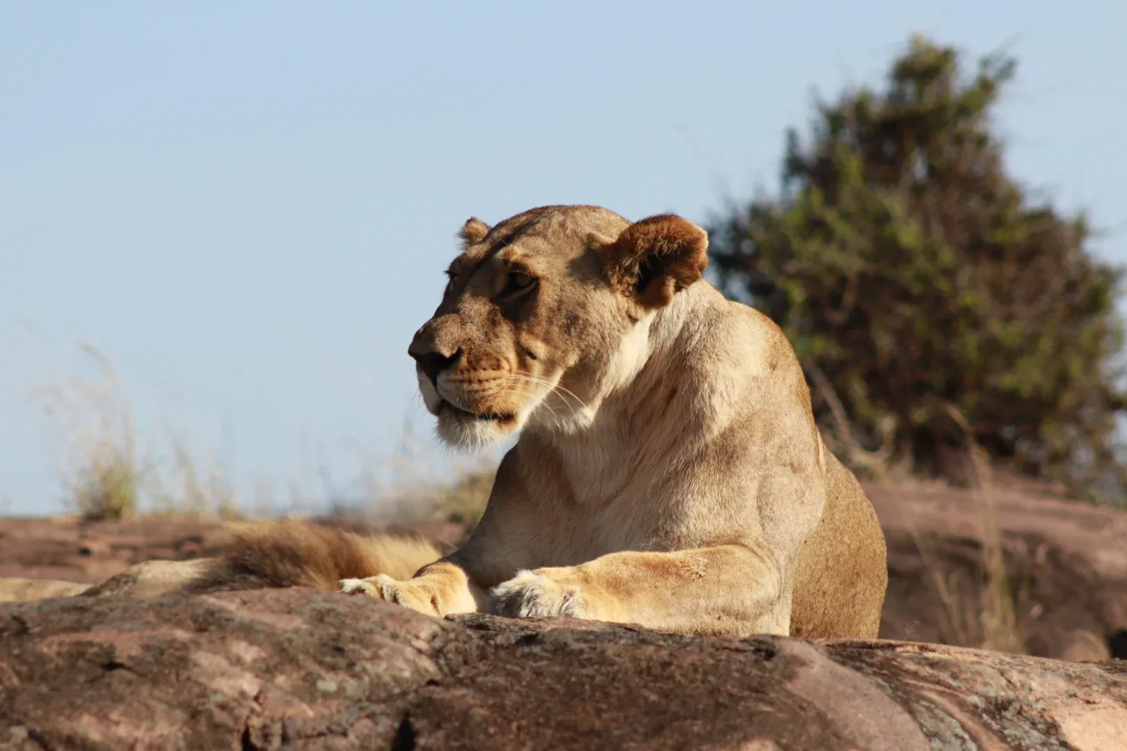 3 Days Masai Mara Fascinating Safari Adventure — on safari