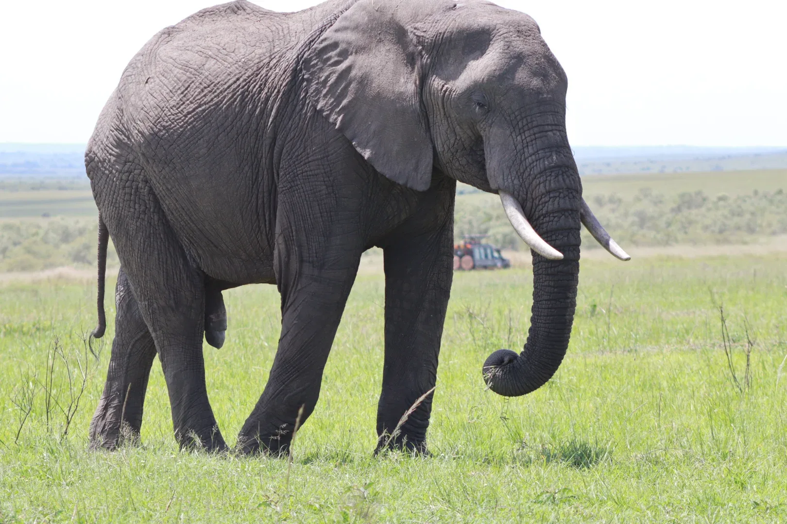 Masai Mara