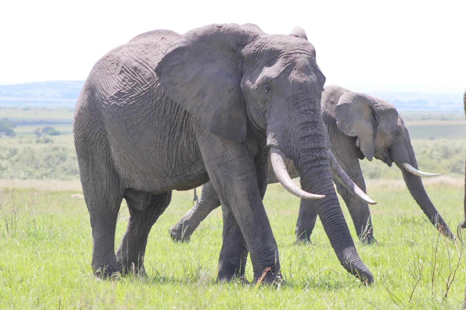 3 Days Masai Mara Fascinating Safari Adventure photo 5